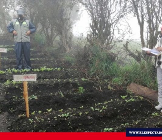 Estudiante aportó con su proyecto de grado a economía familiar
