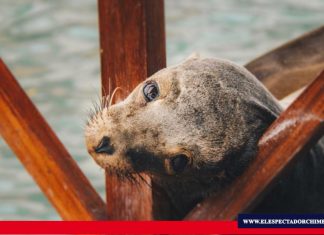 ¿Galápagos amenazada?