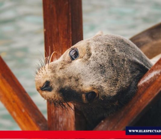 ¿Galápagos amenazada?