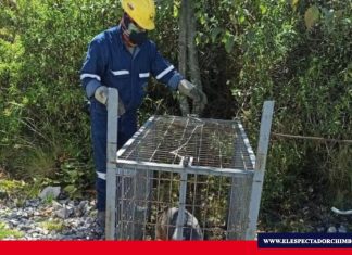 Lobo de páramo rescatado fue liberado en Chimborazo