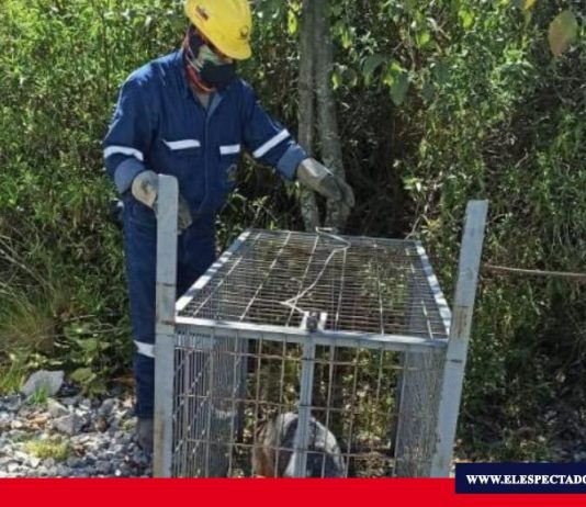 Lobo de páramo rescatado fue liberado en Chimborazo