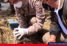 MAAE rescata a un venado cola blanca