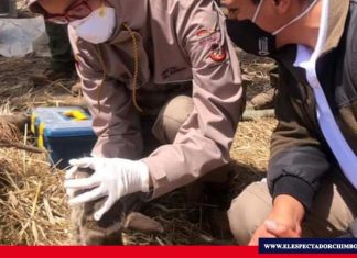 MAAE rescata a un venado cola blanca