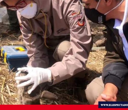 MAAE rescata a un venado cola blanca
