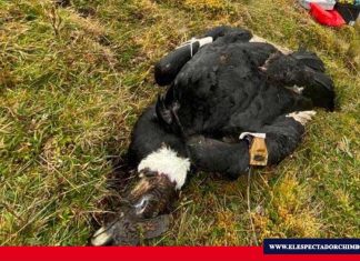 Iguiñaro, cóndor andino encontrado muerto
