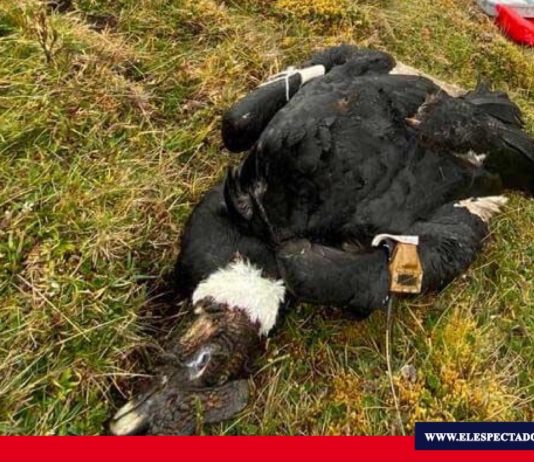 Iguiñaro, cóndor andino encontrado muerto