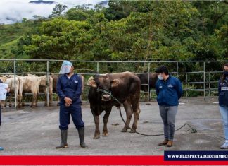 Las ferias de comercialización de animales se reactivan