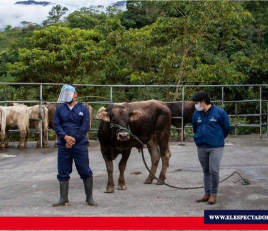 Las ferias de comercialización de animales se reactivan