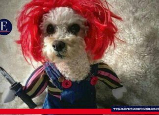 Disfraza a tu mascota en Halloween Las mascotas también participan de la celebración de "noche de brujas" Foto: Organización Huellitas de Amor Riobamba.