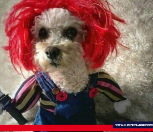 Disfraza a tu mascota en Halloween Las mascotas también participan de la celebración de "noche de brujas" Foto: Organización Huellitas de Amor Riobamba.