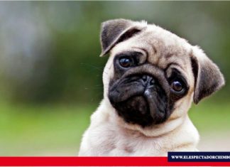 Cómo el rostro de los perros evolucionó para enternecer a los seres humanos Un pequeño músculo en torno a los ojos de los perros evolucionó para que estos animales tengan expresiones similares a las de un niño. Foto / Fuente: BBC News.