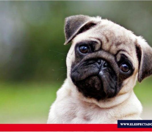 Cómo el rostro de los perros evolucionó para enternecer a los seres humanos Un pequeño músculo en torno a los ojos de los perros evolucionó para que estos animales tengan expresiones similares a las de un niño. Foto / Fuente: BBC News.