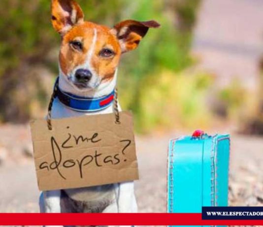 Adopta y Aporta Los perros son excelentes compañeros de vida, por esta razón Huellitas de Amor Riobamba tiene preparado eventos a favor de los más vulnerables su meta el cerramiento del nuevo terreno y 6 meses de comida, medicinas para los Huellitas.