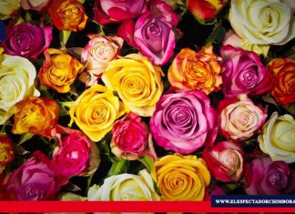 Rosas ecuatorianas no pagarán aranceles al exportarse a Estados Unidos El Gobierno Nacional ratifica el compromiso de lograr mayor inserción de oferta exportable ecuatoriana en mercados internacionales, y el impulso de acciones concretas para promover la reactivación económica y productiva del país. Foto/ Fuente: Ministerio de Producción Comercio Exterior Inversiones y Pesca.