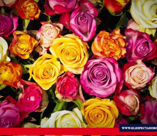 Rosas ecuatorianas no pagarán aranceles al exportarse a Estados Unidos El Gobierno Nacional ratifica el compromiso de lograr mayor inserción de oferta exportable ecuatoriana en mercados internacionales, y el impulso de acciones concretas para promover la reactivación económica y productiva del país. Foto/ Fuente: Ministerio de Producción Comercio Exterior Inversiones y Pesca.