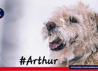 “Arthur ha fallecido», el perro que cruzó las fronteras para encontrar un hogar Este miércoles 09 de diciembre, Mikael Lindnord dio a conocer la partida de este hermoso ser, "el can aventurero del ecuador". Foto: Captura de pantalla.