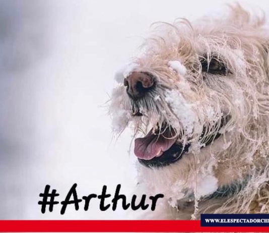 “Arthur ha fallecido», el perro que cruzó las fronteras para encontrar un hogar Este miércoles 09 de diciembre, Mikael Lindnord dio a conocer la partida de este hermoso ser, "el can aventurero del ecuador". Foto: Captura de pantalla.