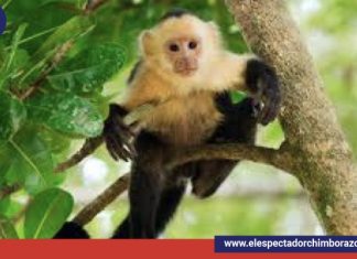 DÍA INTERNACIONAL DEL MONO