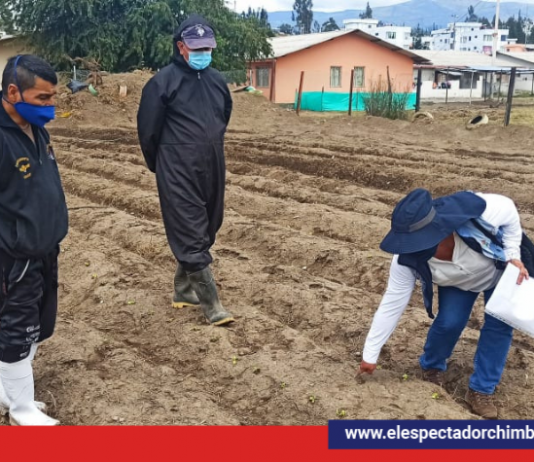 Plantas para el huerto inclusivo del centro «Despertar de los Ángeles»