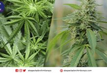 ARCSA emite normativa para regular productos que contengan cannabis no psicoactivo
