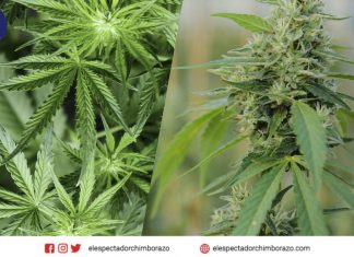 ARCSA emite normativa para regular productos que contengan cannabis no psicoactivo