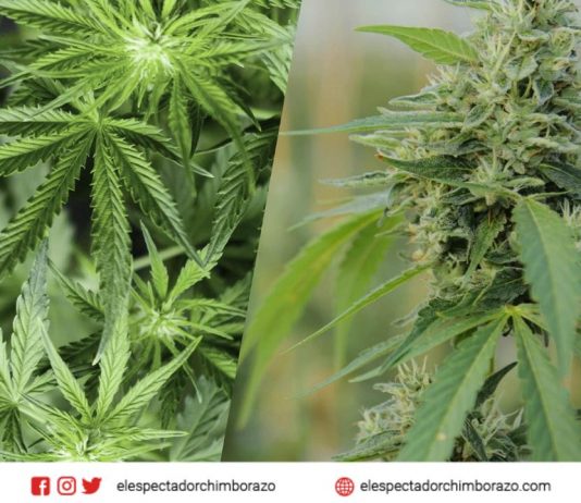 ARCSA emite normativa para regular productos que contengan cannabis no psicoactivo