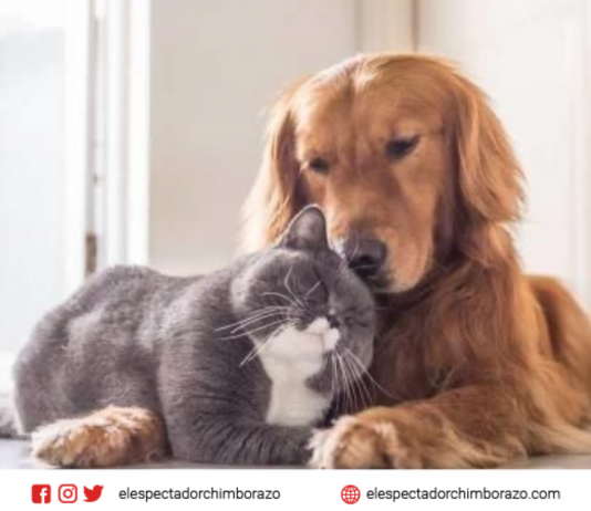 Día mundial de la esterilización animal